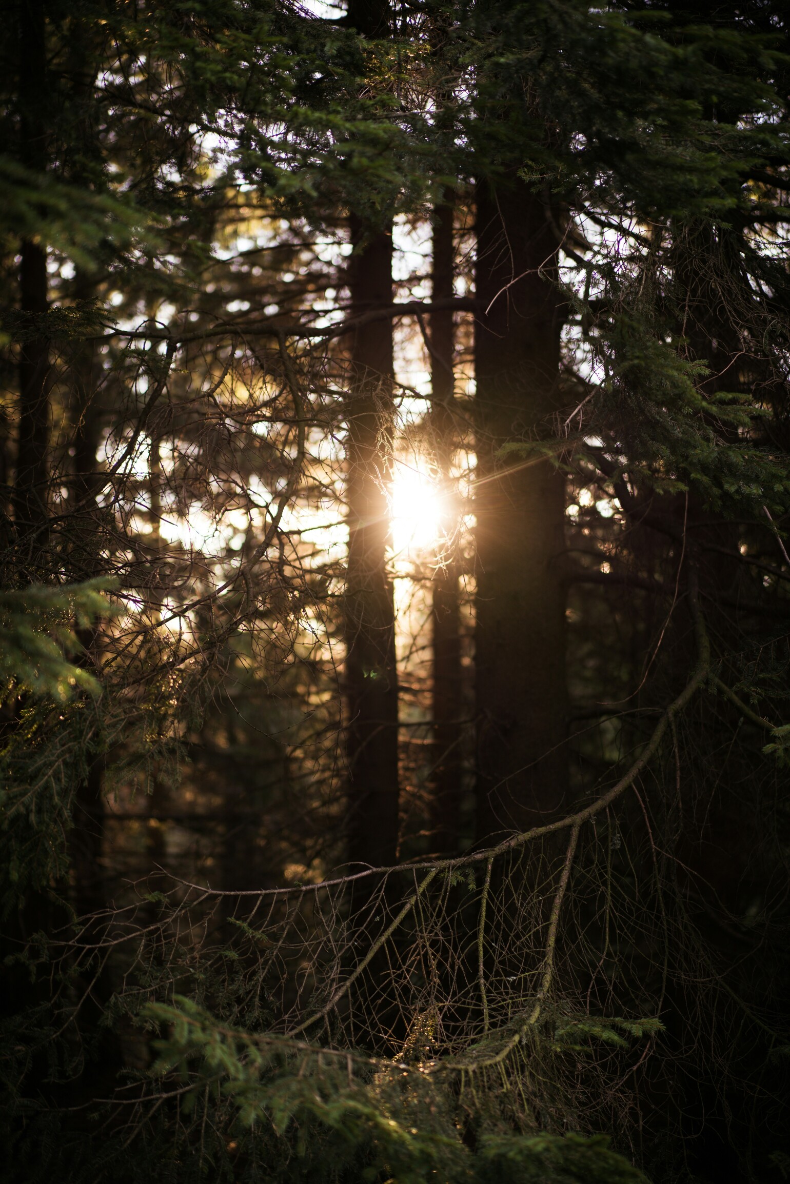 Blick durch Bäume im Harz, zur untergehenden Sonne.